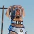 Cargar la imagen en la vista de la galería, COLLAR VICHY VAQUERO