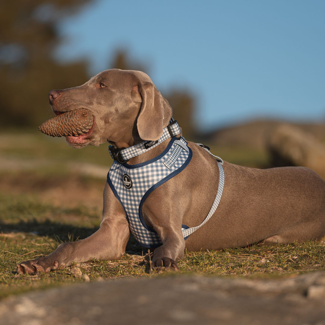 COLLAR VICHY VAQUERO