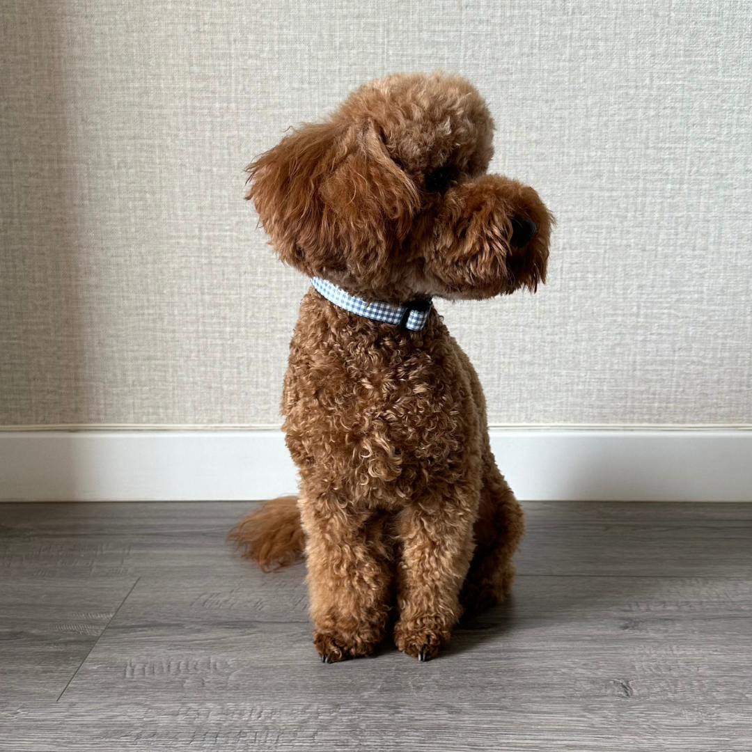 COLLAR VICHY VAQUERO