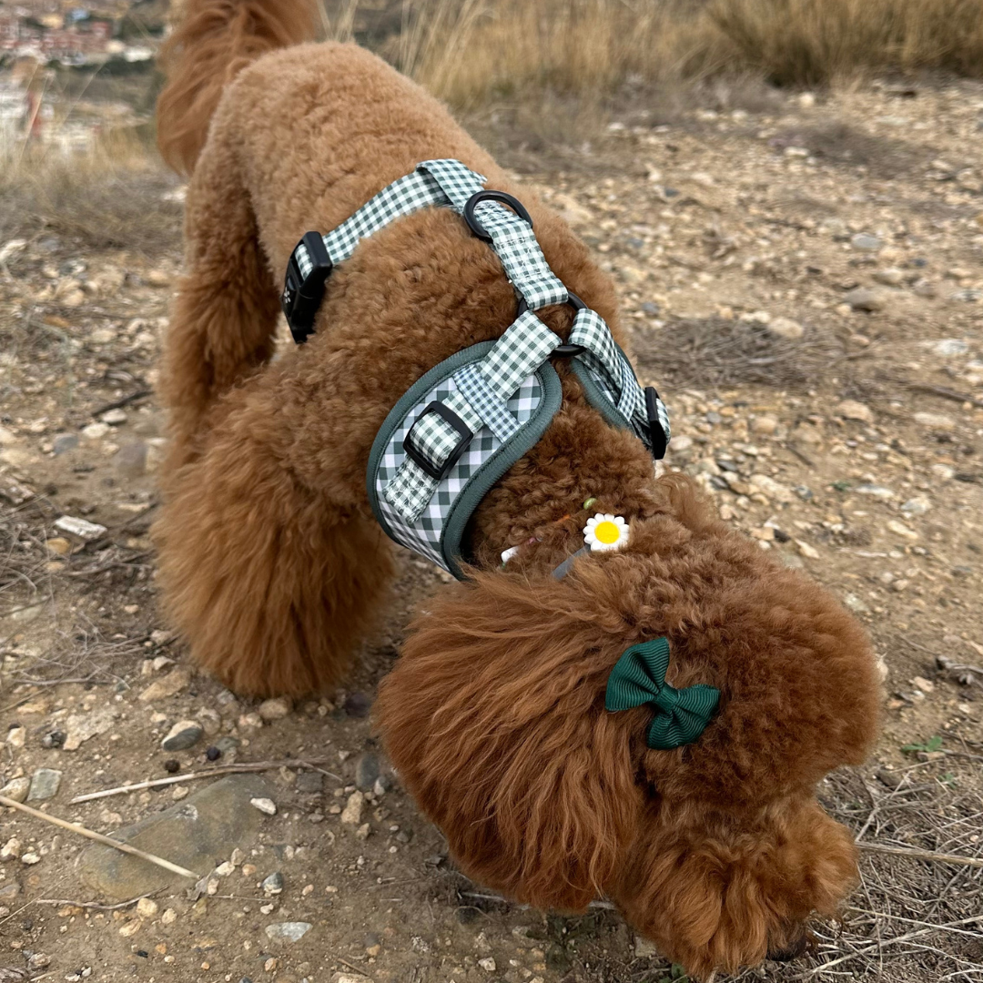 PACK COMPLETO VICHY CAQUI