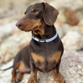 Cargar la imagen en la vista de la galería, COLLAR VICHY VAQUERO
