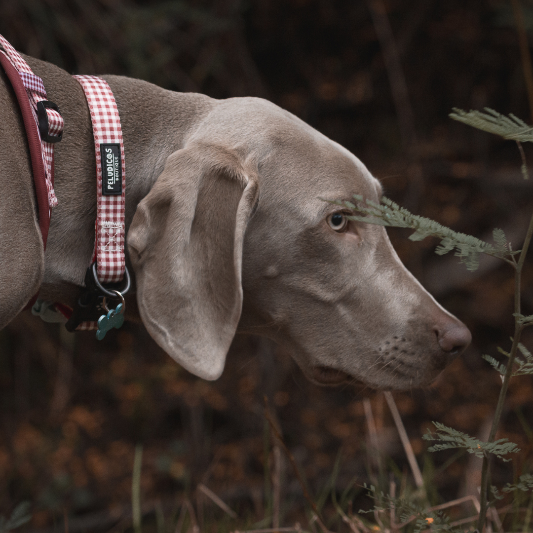 COLLAR VICHY GRANATE