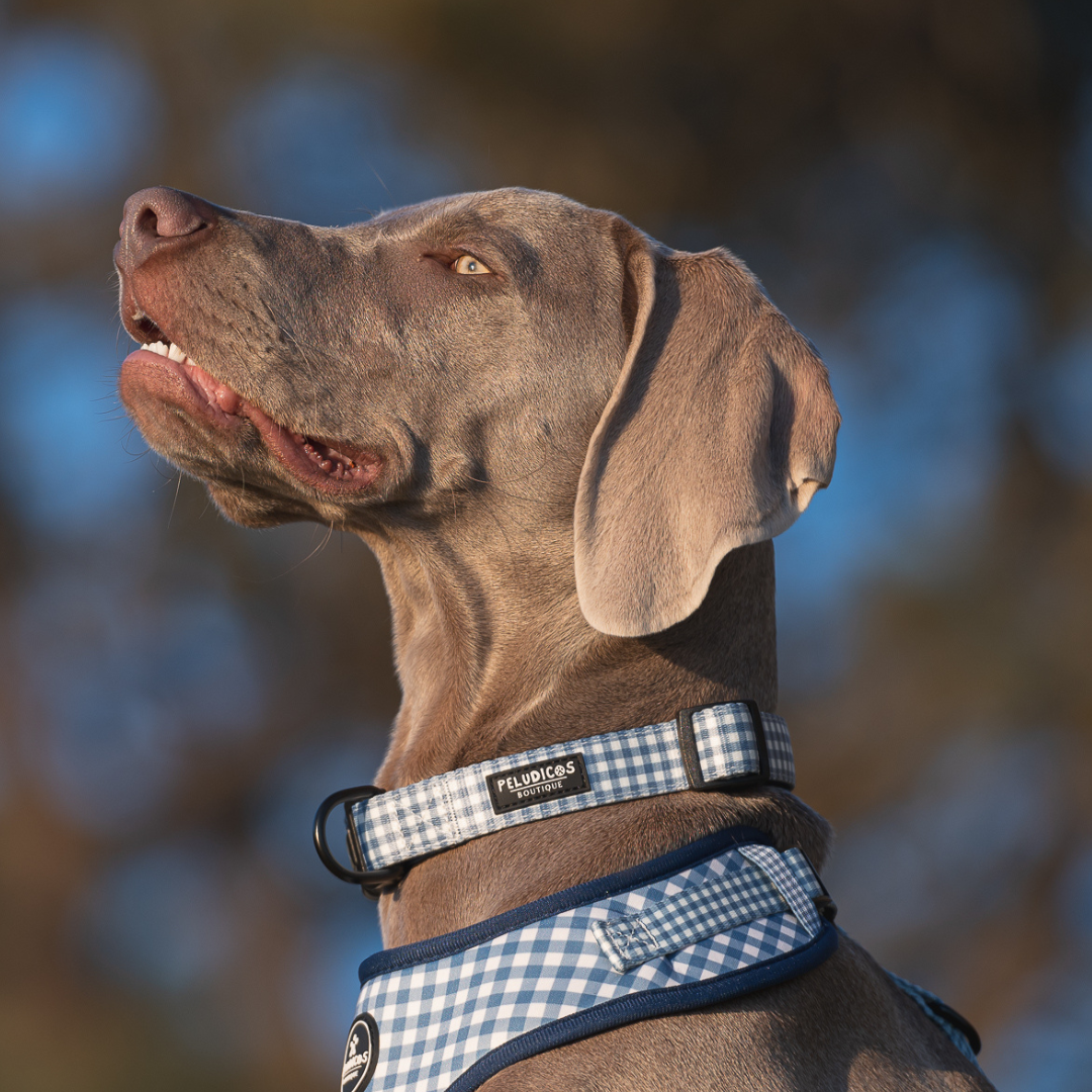 COLLAR VICHY VAQUERO