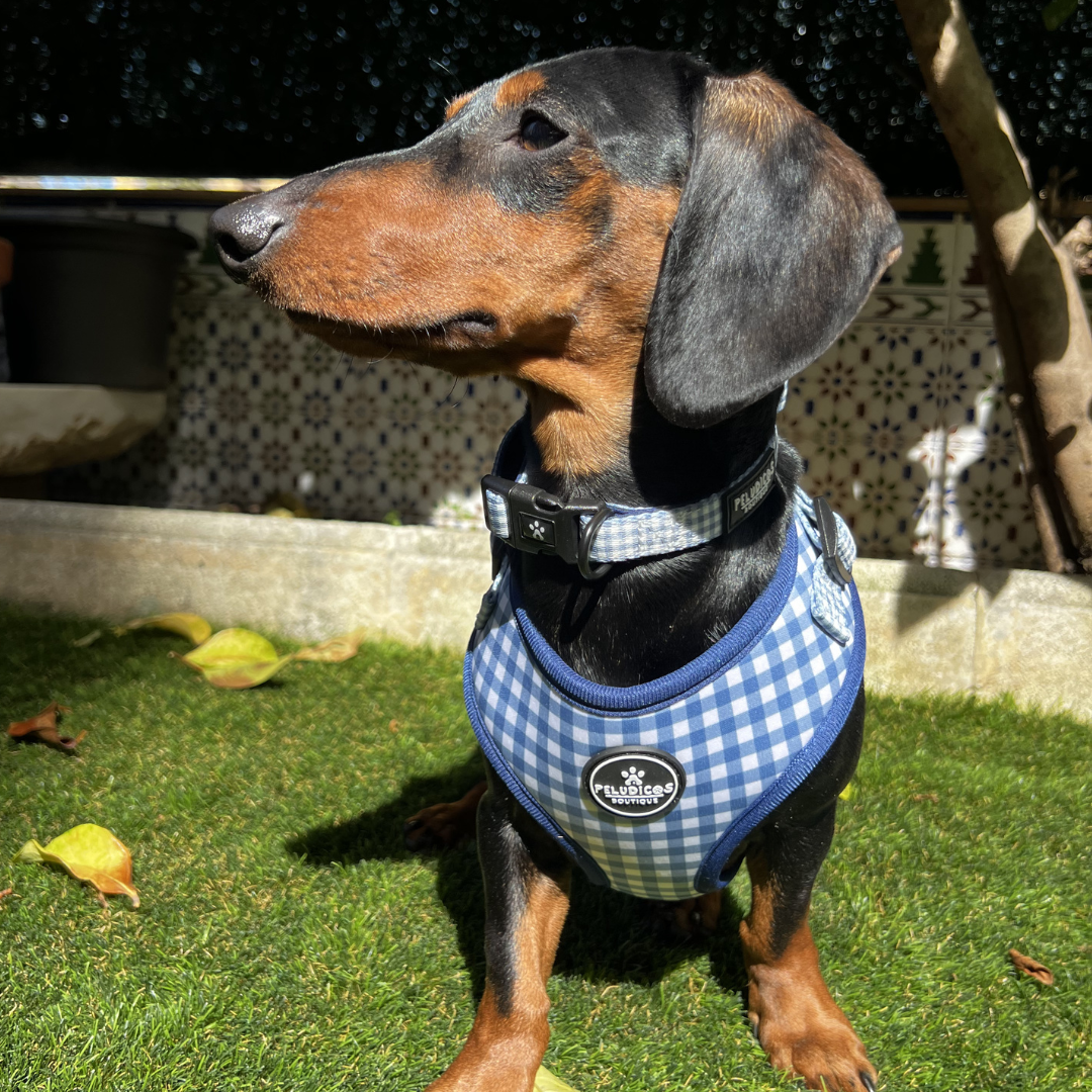 COLLAR VICHY VAQUERO